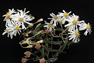 APII jpeg image of Olearia stenophylla  © contact APII