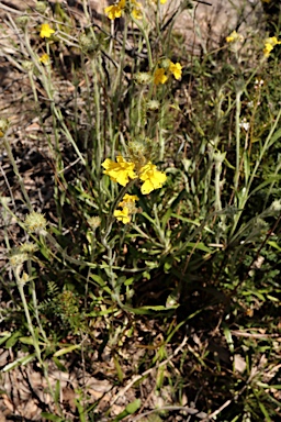 APII jpeg image of Goodenia glomerata  © contact APII