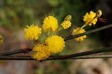 APII jpeg image of Acacia restiacea  © contact APII