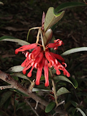 APII jpeg image of Grevillea parvula  © contact APII