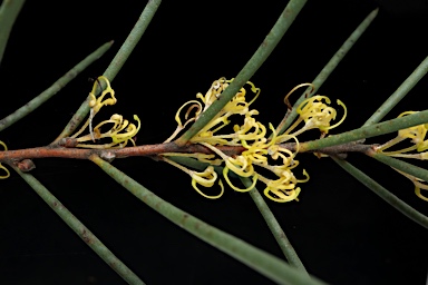 APII jpeg image of Hakea epiglottis  © contact APII