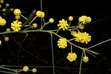 APII jpeg image of Acacia euthycarpa  © contact APII