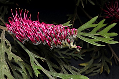 APII jpeg image of Grevillea beadleana  © contact APII