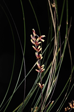 APII jpeg image of Lomandra confertifolia subsp. leptostachya  © contact APII