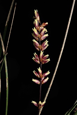 APII jpeg image of Lomandra confertifolia subsp. leptostachya  © contact APII