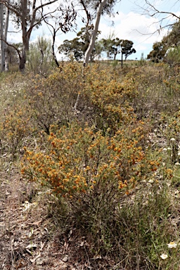 APII jpeg image of Pultenaea praetermissa MS  © contact APII