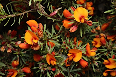 APII jpeg image of Pultenaea subspicata  © contact APII