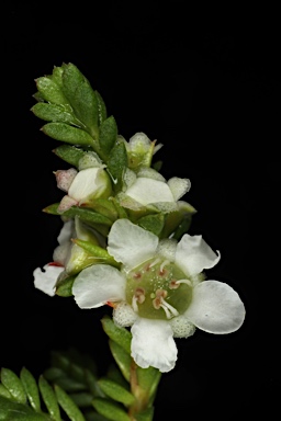 APII jpeg image of Baeckea diosmifolia  © contact APII