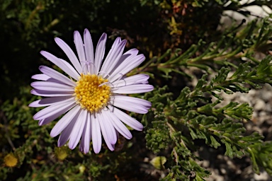 APII jpeg image of Olearia sp. Rhizomatica (I.R.Telford 11549)  © contact APII