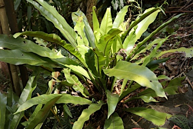 APII jpeg image of Asplenium harmanii  © contact APII