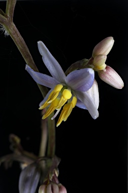 APII jpeg image of Dianella atraxis  © contact APII