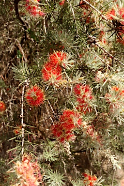 APII jpeg image of Callistemon brachyandrus  © contact APII