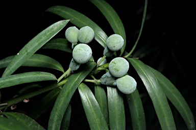 APII jpeg image of Podocarpus elongatus  © contact APII