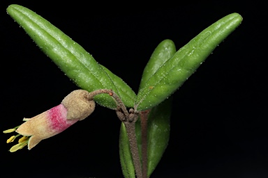 APII jpeg image of Correa lawrenceana var. grampiana  © contact APII