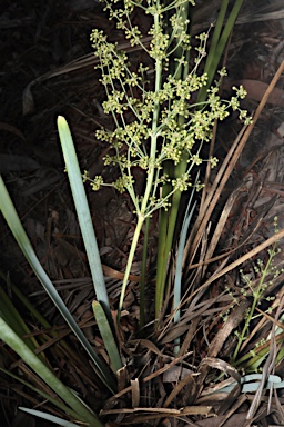 APII jpeg image of Lomandra decomposita  © contact APII