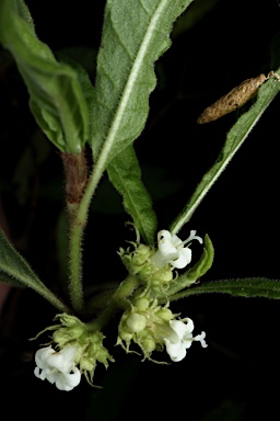 APII jpeg image of Psychotria sp. Danbulla (S.T.Blake 15262)  © contact APII