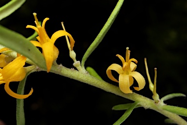 APII jpeg image of Persoonia mollis  © contact APII