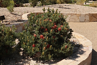 APII jpeg image of Banksia occidentalis 'Mini'  © contact APII