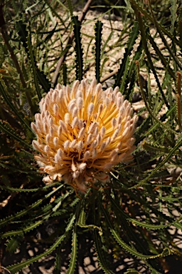 APII jpeg image of Banksia hookeriana  © contact APII