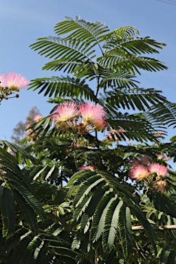 APII jpeg image of Albizia julibrissin  © contact APII