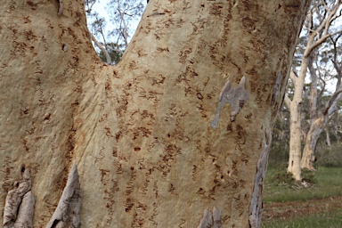 APII jpeg image of Eucalyptus haemastoma  © contact APII