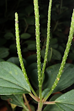 APII jpeg image of Peperomia blanda var. floribunda  © contact APII