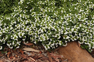 APII jpeg image of Scaevola 'White Carpet'  © contact APII