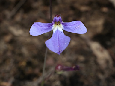 APII jpeg image of Lobelia andrewsii  © contact APII