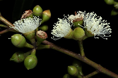 APII jpeg image of Eucalyptus angophoroides  © contact APII