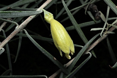 APII jpeg image of Eremophila youngii  © contact APII