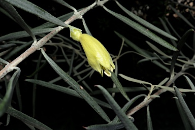 APII jpeg image of Eremophila youngii  © contact APII