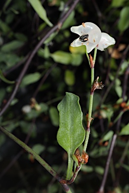 APII jpeg image of Muehlenbeckia tuggeranong  © contact APII