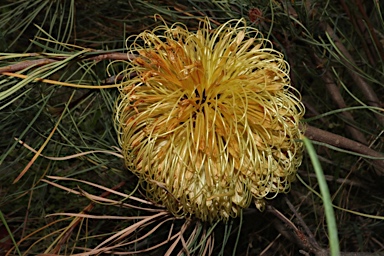 APII jpeg image of Banksia sphaerocarpa var. dolichostyla  © contact APII