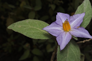 APII jpeg image of Solanum hapalum  © contact APII