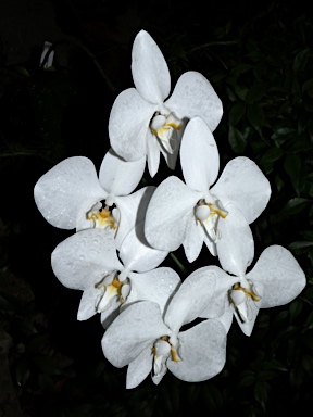 APII jpeg image of Phalaenopsis rosenstromii  © contact APII