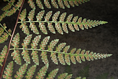 APII jpeg image of Dryopteris wattsii  © contact APII