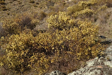 APII jpeg image of Acacia ulicifolia  © contact APII