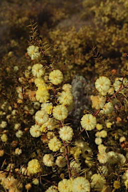 APII jpeg image of Acacia ulicifolia  © contact APII