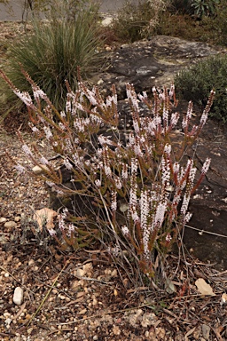 APII jpeg image of Epacris purpurascens var. purpurascens  © contact APII