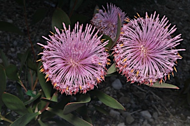 APII jpeg image of Isopogon cuneatus  © contact APII