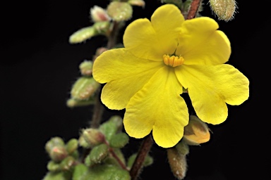 APII jpeg image of Hibbertia notabilis  © contact APII