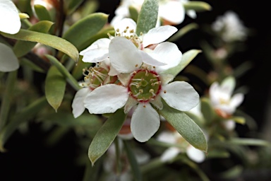 APII jpeg image of Leptospermum sericatum  © contact APII