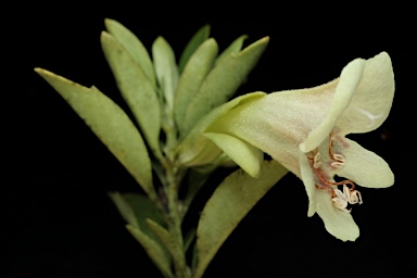 APII jpeg image of Prostanthera porcata  © contact APII