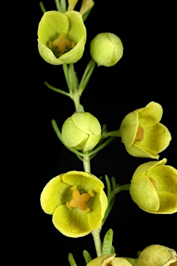 APII jpeg image of Boronia megastigma 'Lutea'  © contact APII