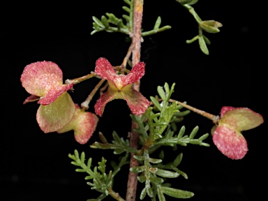 APII jpeg image of Dodonaea subglandulifera  © contact APII