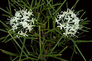 APII jpeg image of Hakea lissocarpha  © contact APII