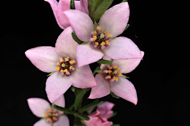 APII jpeg image of Boronia deanei subsp. acutifolia  © contact APII