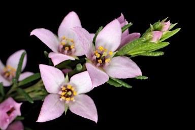 APII jpeg image of Boronia deanei subsp. acutifolia  © contact APII