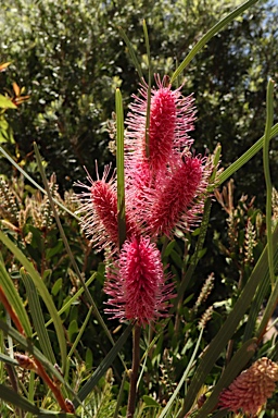 APII jpeg image of Hakea grammatophylla 'Ninbella Brilliance'  © contact APII