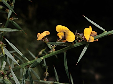 APII jpeg image of Daviesia ulicifolia subsp. ulicifolia  © contact APII